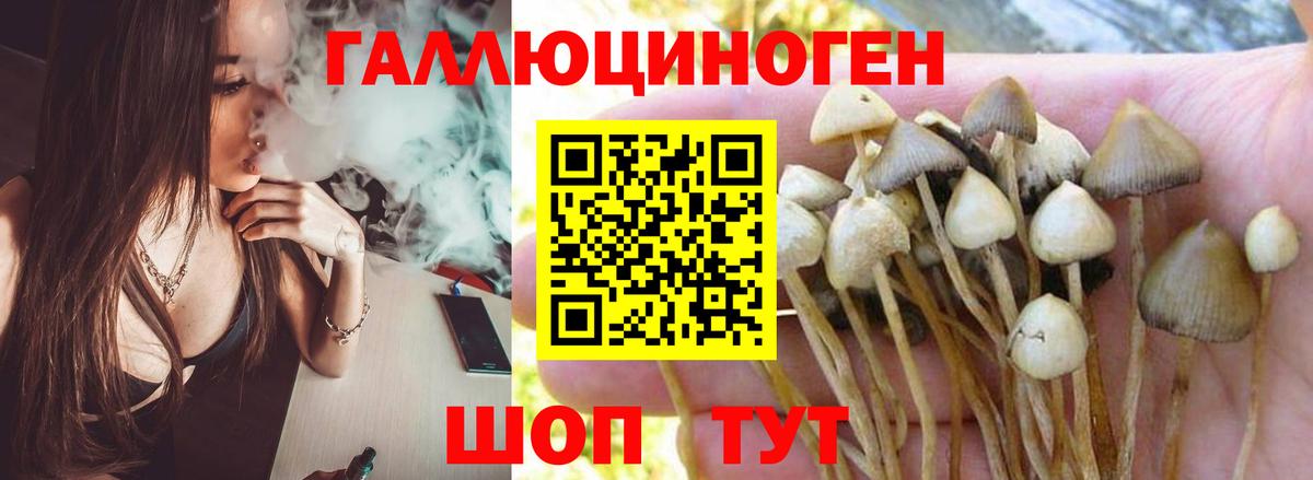 Галлюциногенные грибы Psilocybe Салават